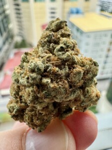 Hand holding a large marijuana bud.