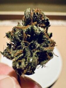 Close-up of a hand holding a cannabis flower bud.