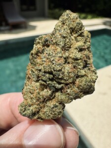 Hand holding a dense cannabis flower bud, pool background.