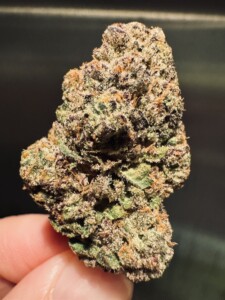 Hand holding a large cannabis flower bud.