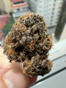 Hand holding a cannabis bud with orange hairs and purple hues.