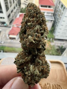 Close-up of a large cannabis bud held in hand.