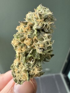 Close-up of a cannabis flower, held by a finger.