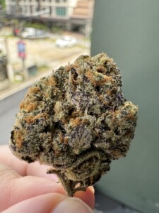 Hand holding a cannabis bud.