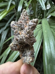 Hand holding a star-shaped cannabis bud with purple hues, against a leafy green background.
