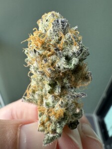 Hand holding a cannabis bud with orange hairs and crystals.