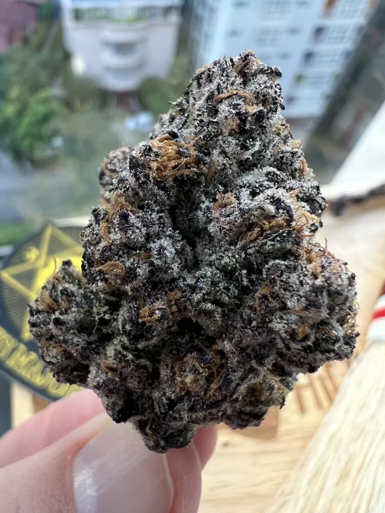 Hand holding a purple cannabis bud.