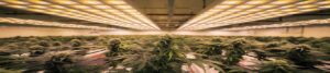 Rows of cannabis plants under bright grow lights in an indoor grow operation.