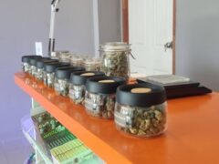 A row of cannabis flower jars on an orange counter.
