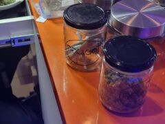Jars of cannabis buds on orange countertop.