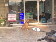 Dog sits outside a storefront with a cannabis leaf 