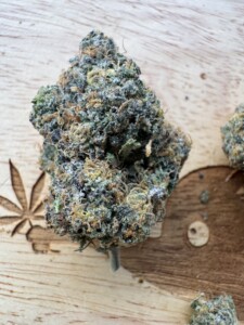 Bud of Lemon Cherry Sherbet Strain 
