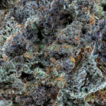 Close-up of dense, colorful cannabis bud with shades of purple, green, and orange, covered in trichomes.
