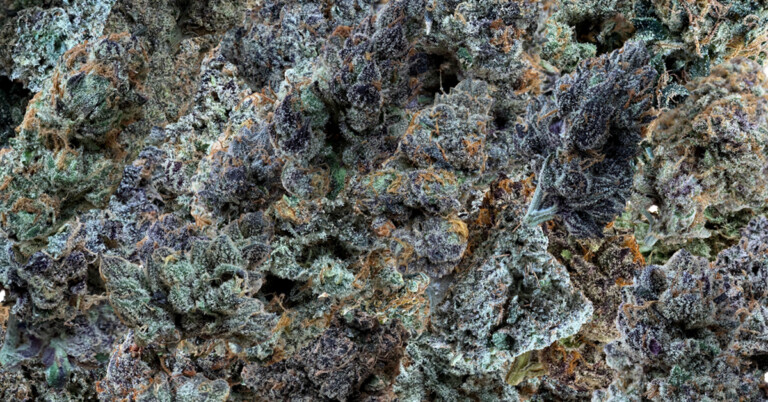 Close-up of dense, colorful cannabis bud with shades of purple, green, and orange, covered in trichomes.
