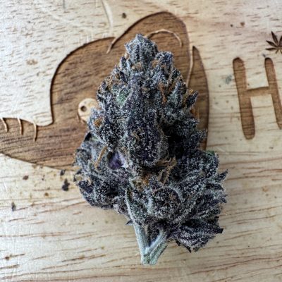 20251108-Dopamine-Rach Rollers_0 20251108-Dopamine-Rach Rollers_0