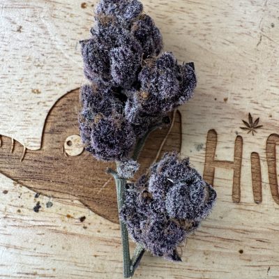 20251110-Miami Madness-Rach Rollers_0 20251110-Miami Madness-Rach Rollers_0