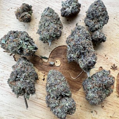 20260708-Cake Cream _ Cheese-Cloud 9 Genetics_0 20260708-Cake Cream _ Cheese-Cloud 9 Genetics_0